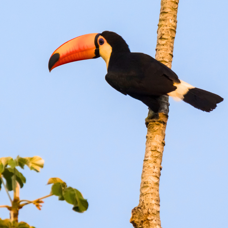 Videoprojekt Regenwald digital mit der OroVerde Stiftung