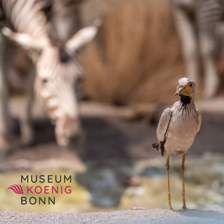 Podcast Projekttag für Schulklassen im Museum Koenig
